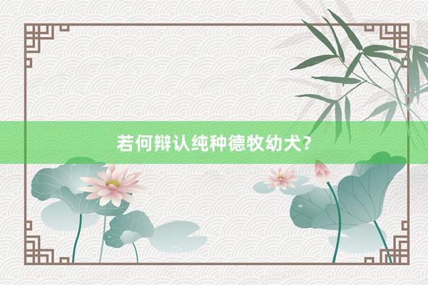 若何辩认纯种德牧幼犬?